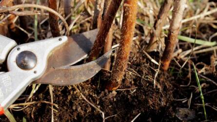 Mikor ajánlott a málna metszése, télen vagy év közben?