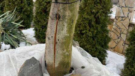 Mi okozta az olajfa törzsének felrepedését?