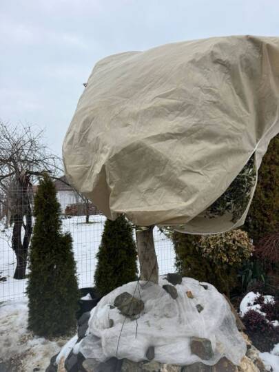 Olajfa szakszerűtlen fagymentesítése