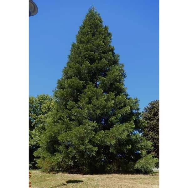 Óriás mammutfenyő koronája