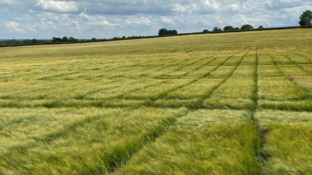 Malátaárpa-fronton erősít az RAGT: lezárult a nagy felvásárlás