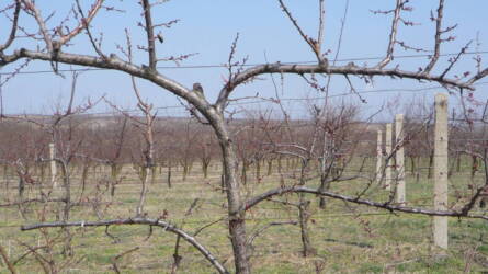 Központi tengelyes gyümölcssövények: a Haag-sövény