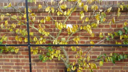 Alakfák: amikor a gyümölcsfa műalkotás volt