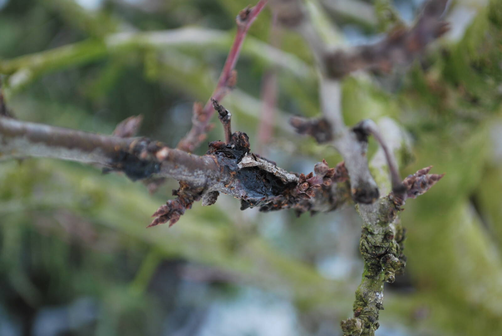 Vizsgálja át a fákat és cserjéket sérült, beteg vagy letört ágak után!