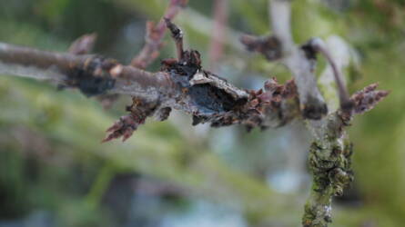 TOP 10 téli teendő a kertben