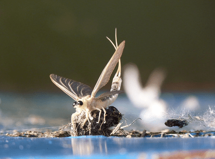 Tiszavirág - a Tisza élővilágának egyik legfontosabb tagja - Forrás tiaszelovilaga.hu