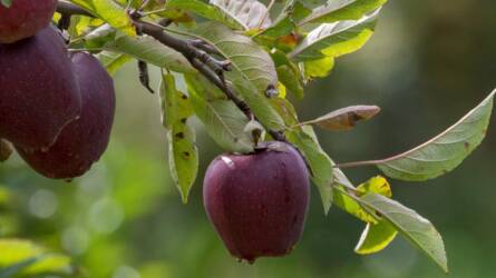 Az almafák gyökerei: a sikeres ültetvény titka a föld alatt van