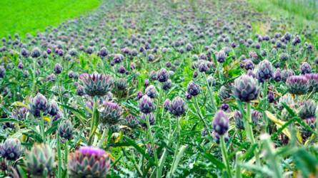 Keserű ízű növényekkel a kilók ellen – természetes támogatás a fogyáshoz