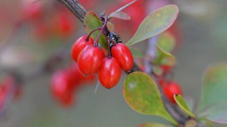 Borbolya a kertben: mérgező díszcserje vagy hasznos gyümölcs?