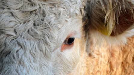 Az Európai Unió zöld utat adott a Mercosur-megállapodásnak – új korszak jöhet a mezőgazdasági kereskedelemben