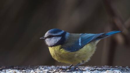 A madáretetés során kerüld el a hibákat!