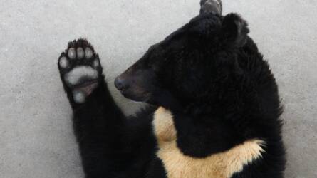 Állatjóléti fordulat a hagyományos gyógyászatban: bezárnak a medvefarmok Dél-Koreában