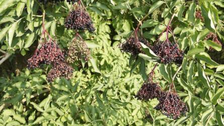 Minden évben meg kell metszeni a bodzát?