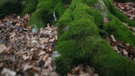 Senki nem figyel rá, pedig ez mentheti meg a fákat