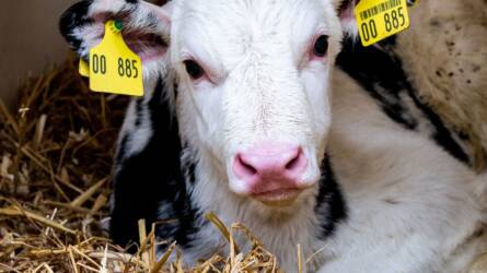 Miért kritikus az első hét a borjú életében? Ne itt spóroljunk a figyelemmel!