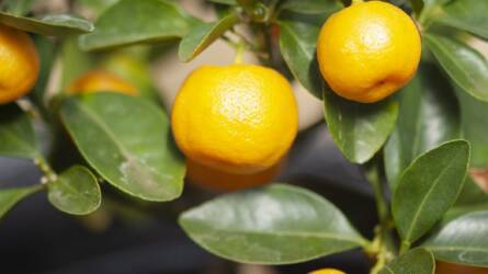 Kalamondin: ha egy citrusfélét választ, ez legyen az!