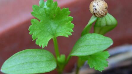 A koriander-undor nem hiszti: komoly ok áll mögötte