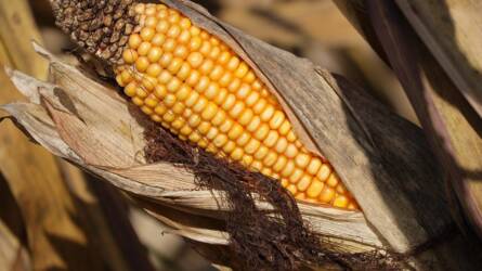 A takarmánykukorica alföldi jövőképe – az aszály mértéke nem következik a földrajzi szélességből