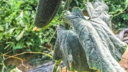 Óriási kincs fordult ki a zöldségeskert földjéből, a gazda gáláns jutalomra számíthat