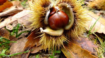 Szlovák–magyar összefogás a gesztenyéért: határon átnyúló válasz egy régi gondra