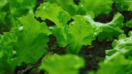 Mennyi ideig tart a saláta palántáinak felnevelése?