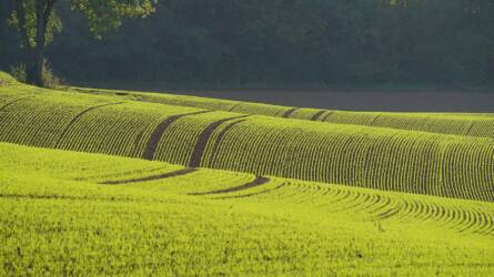 A növényvédelem kihívásai és megoldásai 2026-ban