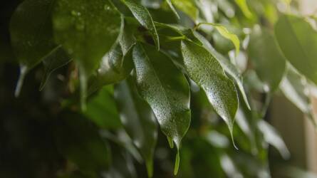 Melyik szobanövény bírja leginkább a sötét szobában?