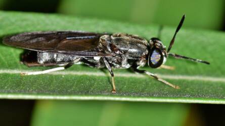 Forradalmian új trágya került piacra, amely a biotermesztésben is használható