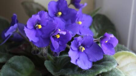 Miért nem virágzik a fokföldi ibolya?