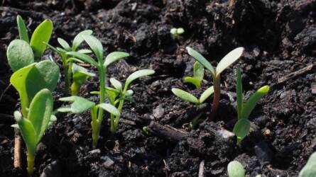 Mely zöldségfajok kerülhetnek leghamarabb vetésre a kertben és mikor?