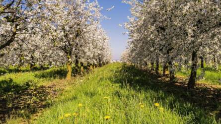 Igényelhető a fagykárkrízis-támogatás – újabb forrás a bajba jutott termelőknek