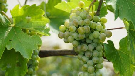 Komoly támogatás jön a borászoknak – mutatjuk, kiknek