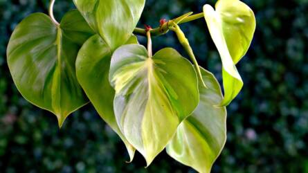 Ezeket a futónövényeket tényleg nehéz elpusztítani: látványos zöld zuhatag minimális gondozással