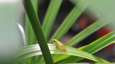 Pálmát metszeni? Igen, de csak nagyon óvatosan