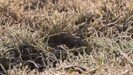 A gyep regenerálódása a tél folyamán: hogyan segítsük?