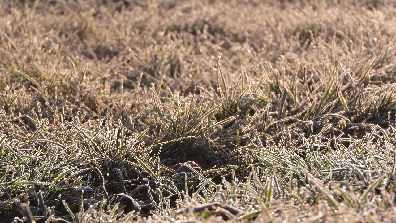 Télen a gyep különösen sérülékeny