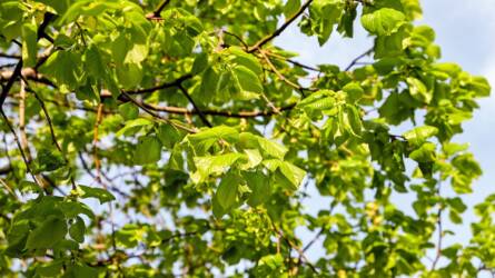 Nagyméretű fák telepítéséhez belterületen szükséges engedély?