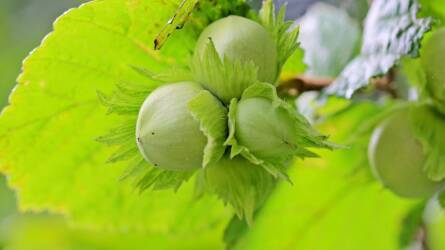 Csúnyán elöregedett a mogyoró? A megoldás sokkal radikálisabb, mint hinné