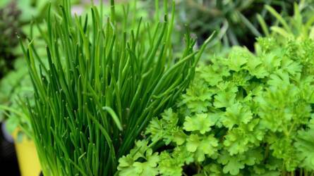 Láthatatlan veszély a lakásban: így enyhíthetjük növényekkel a beltéri levegő terhelését