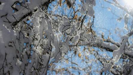 Le kell takarítani a havat a növényekről?