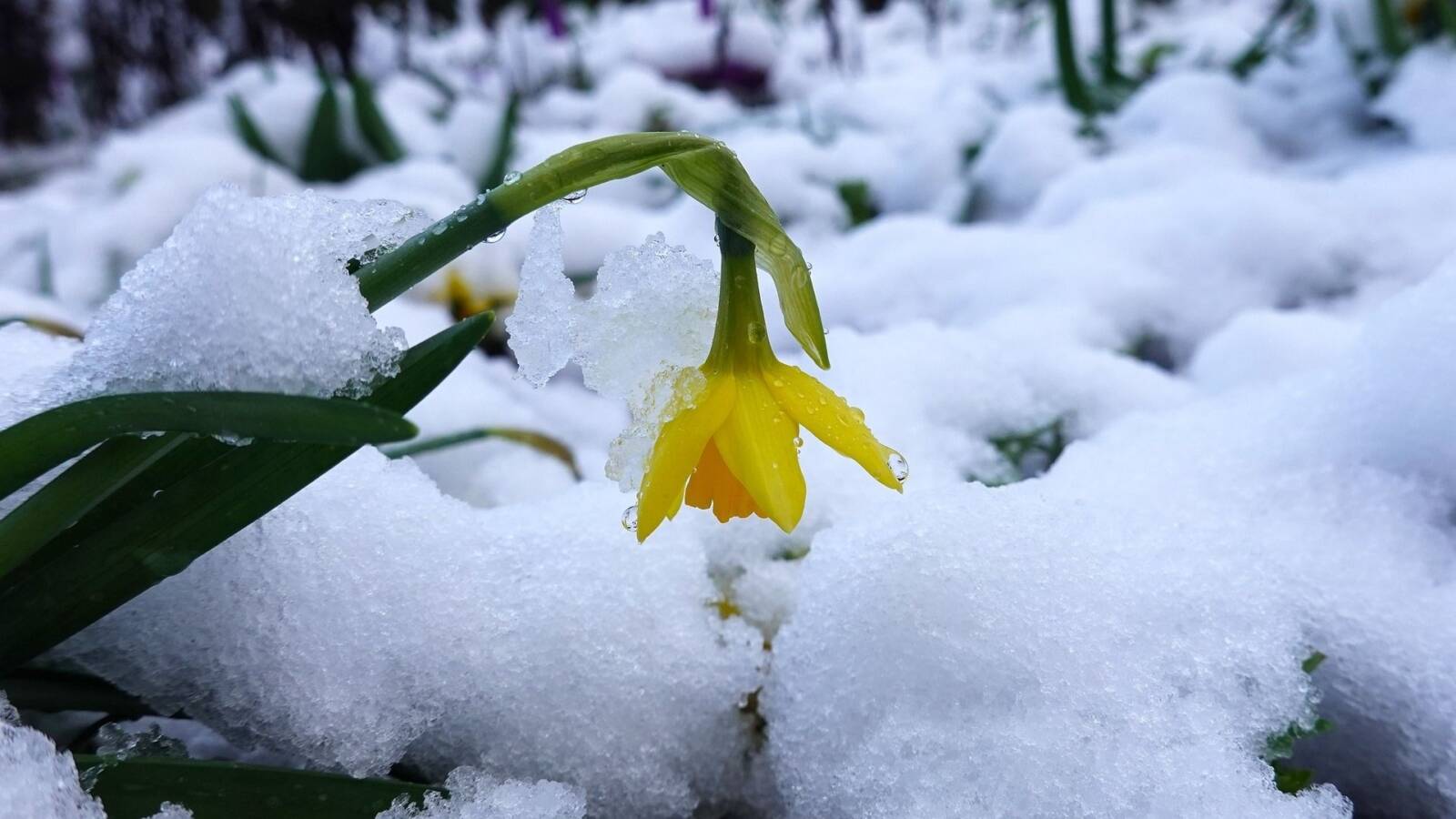 Fontos figyelni arra is, hogy a hó alól előbukkanó növényeket ne érje hirtelen víz- vagy hőstressz
