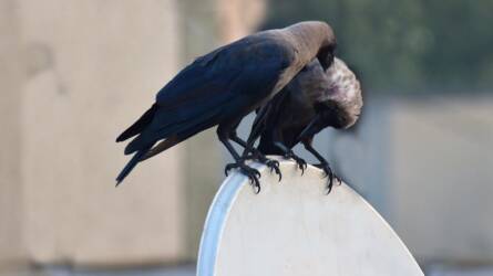 Városi varjak nyomában: miért lepték el a környéket?
