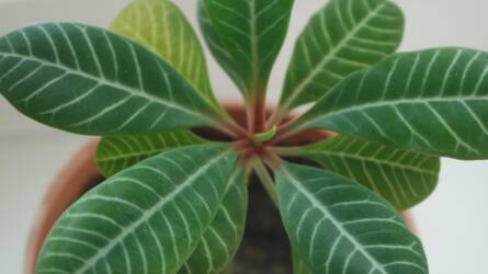 Apró rovar, óriási kár – titkos ellenség támad a cserepekben