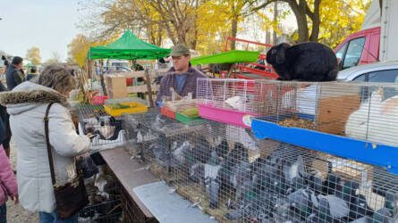 Jászapáti vásárok 2026. - Állat- és kirakodóvásár