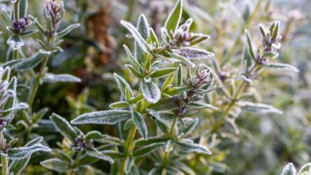 Téli csemegék a kertből a konyhába