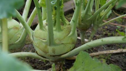 Hogyan neveljünk palántát a karalábé magjaiból?