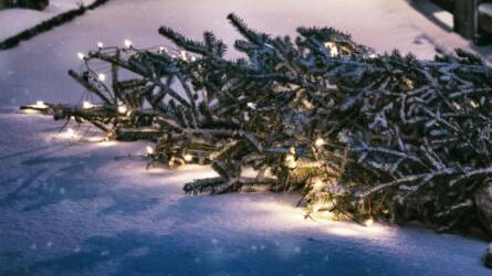 Eltüzelni a leszedett karácsonyfát a legrosszabb ötletek közé tartozik