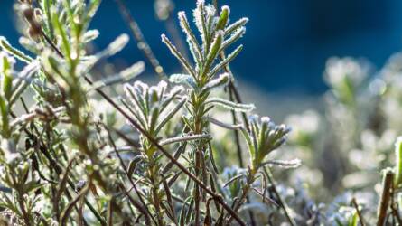 Titkos trükkök, amikkel télen is terem a kert