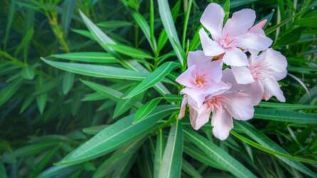 Miért sárgulhat a teleltetésre behozott leander levele?