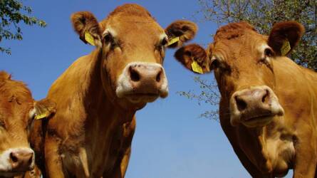 Ki fizeti meg az EU–Mercosur megállapodás árát az agráriumban?